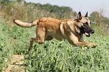 MALINOIS 289